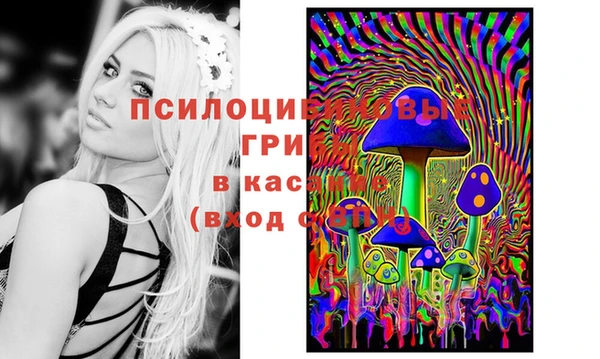 прущие грибы Михайлов